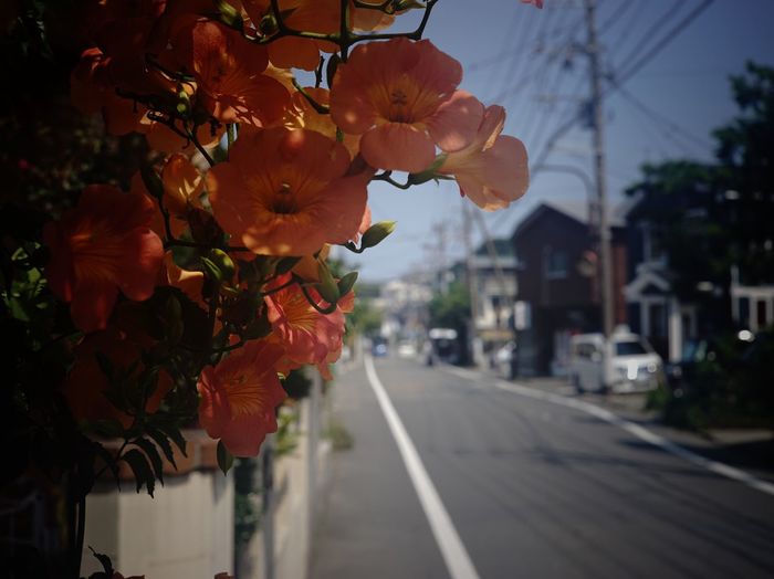Flower tree by road against sky