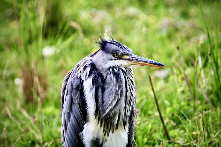 Close-up. heron standing in the gras