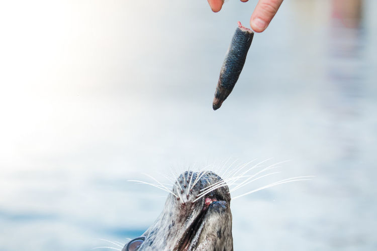 Cropped hand feeding dead fish to seal