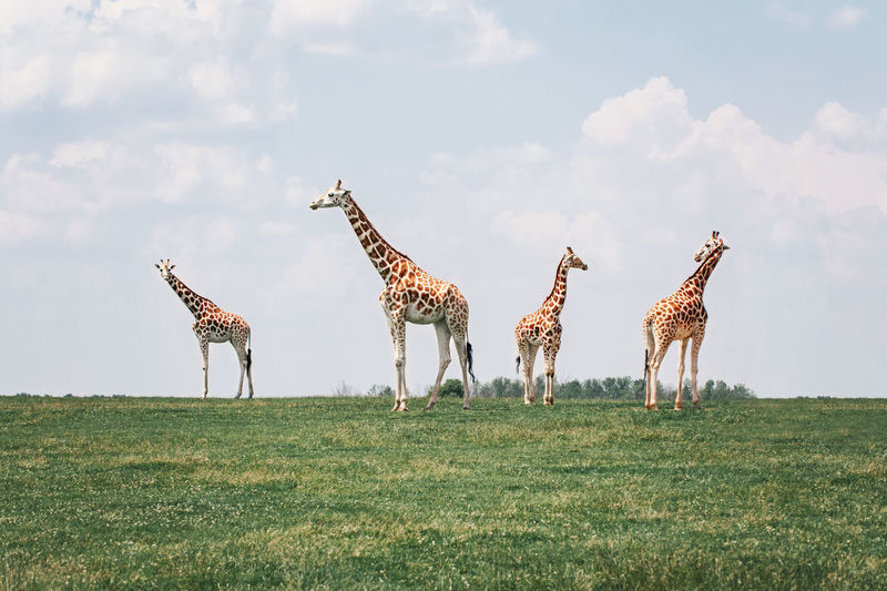 Four tall giraffes standing together in savanna park on summer day. big exotic african animals 