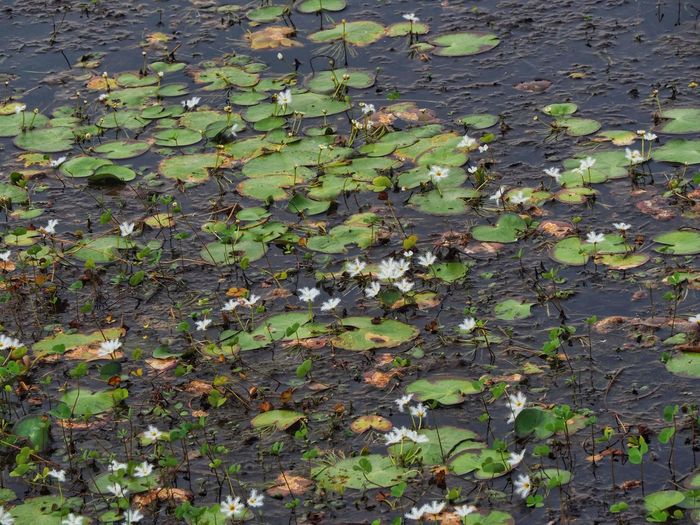 High angle view of leaves floating on water