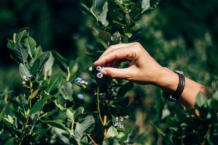 Midsection of person holding blueberries on plant