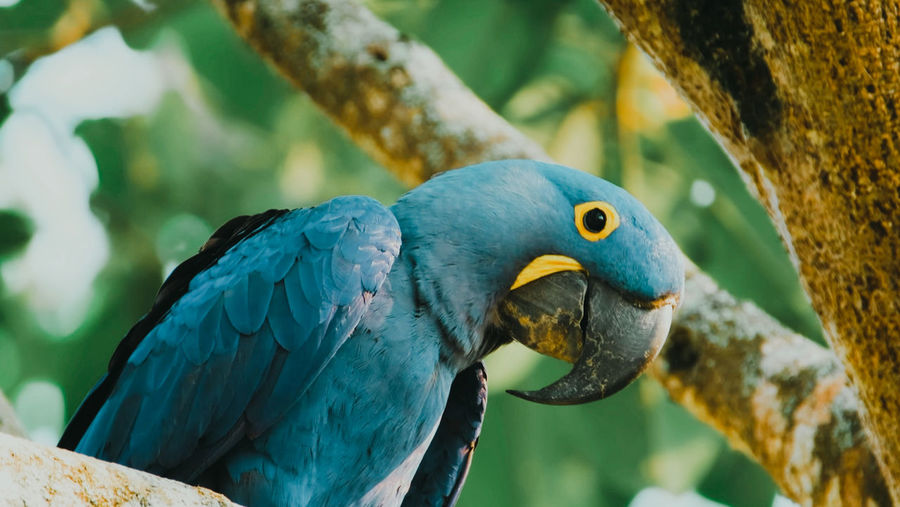 Close-up of bird perching on tree