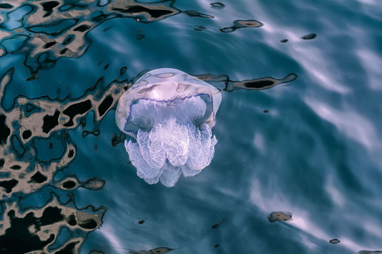 High angle view of jellyfish swimming in sea