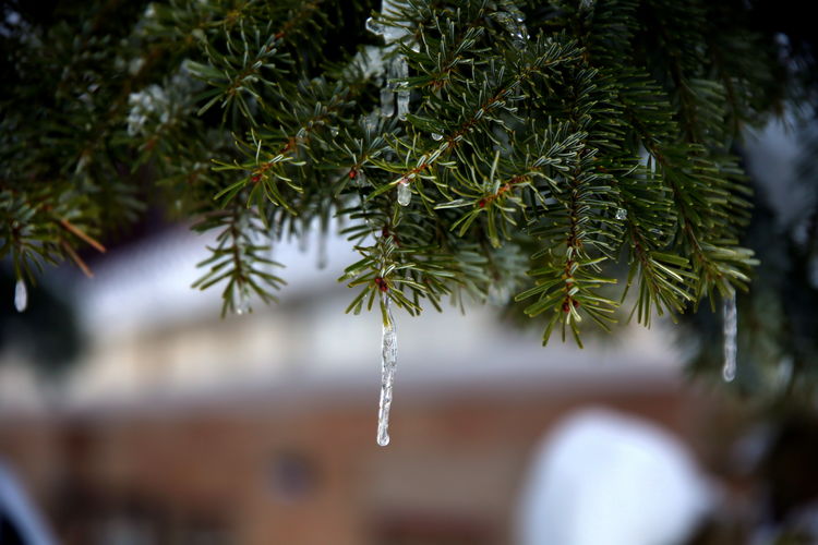 Close-up of icicle on pine tree