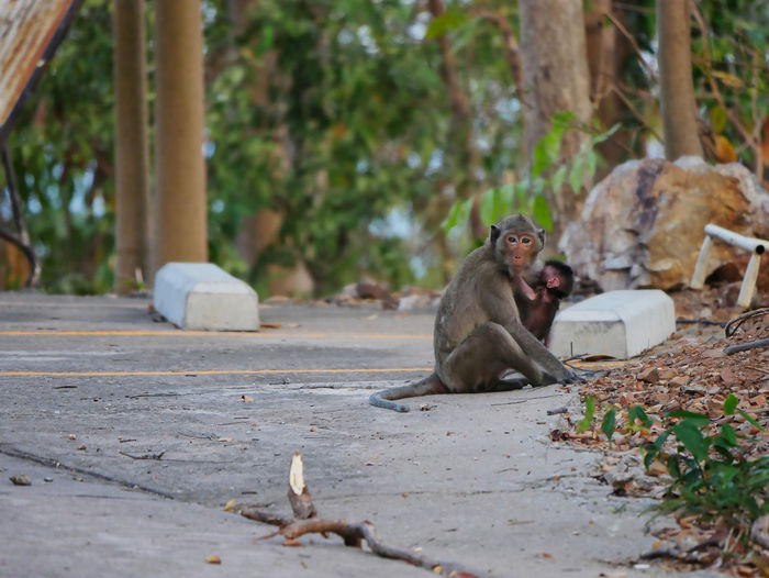 Photos of reaction of the monkey family at sriracha city thailand.