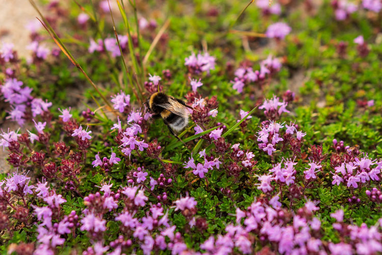 Close-up of bee pollinating on purple flower