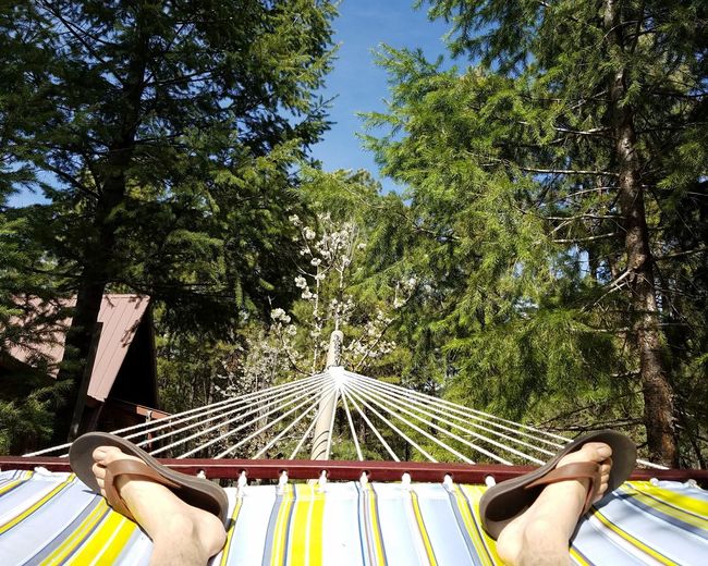 Low section of person relaxing on hammock against trees