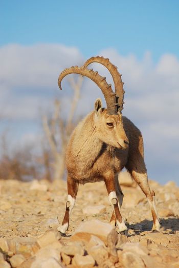Ibex in mitzpe ramon on the edge of the crater machtesh ramon, israel