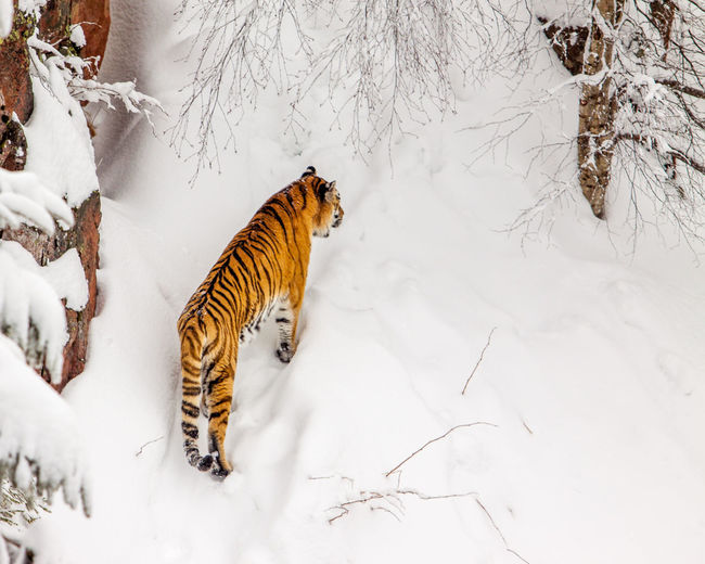 View of a snow covered land