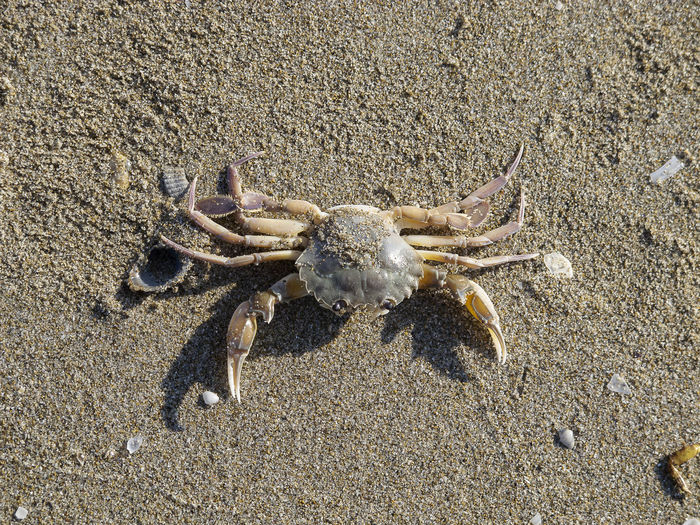 A dead crab on the shoreline