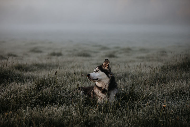 Dog looking away on field