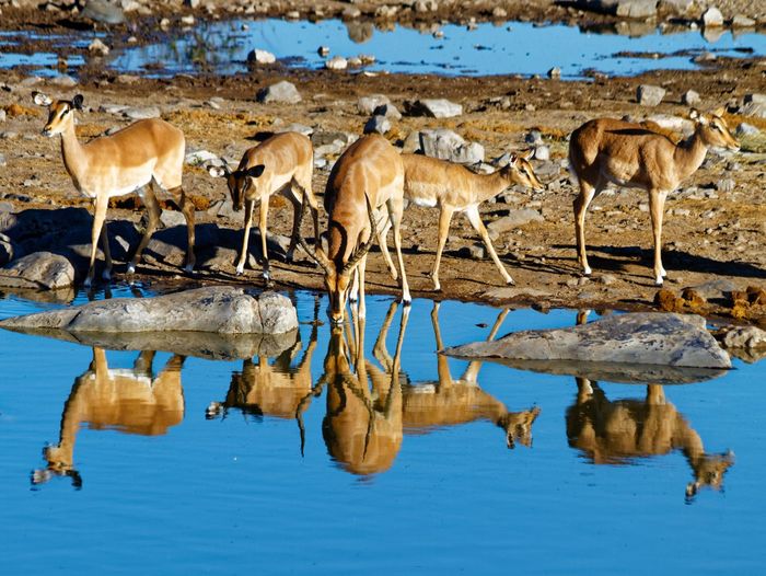 Impala symmetrically mirrored in waterhole