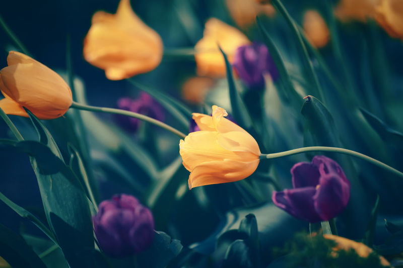 Beautiful fairy dreamy magic yellow tulip flowers with colorful bokeh 