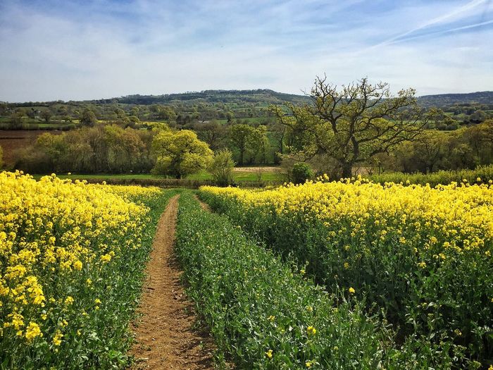 Yellow flowers growing in field