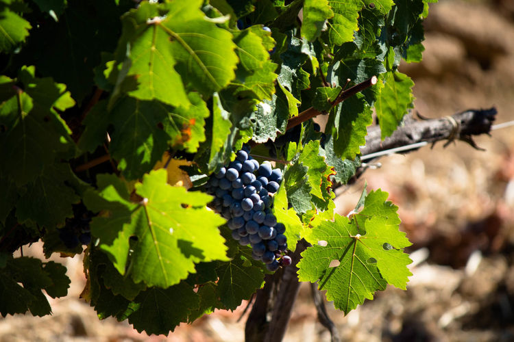 Close-up of grapes growing in vineyard
