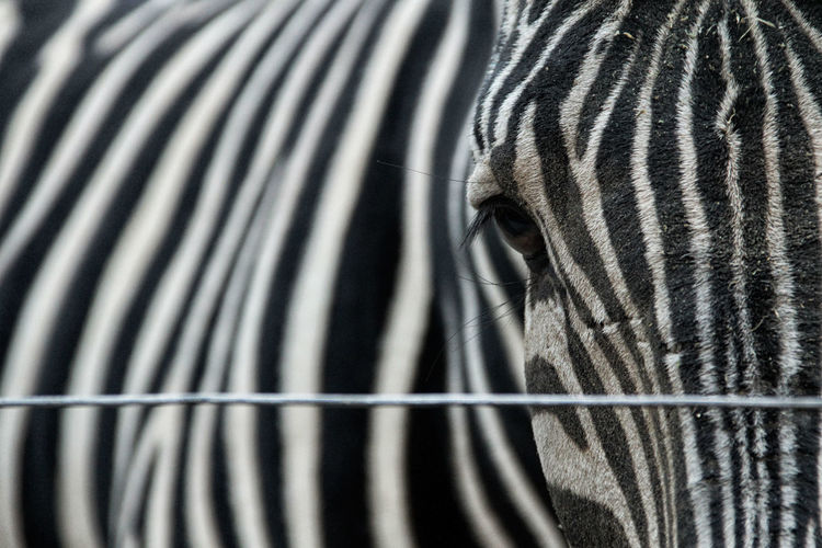 Close-up of animal head