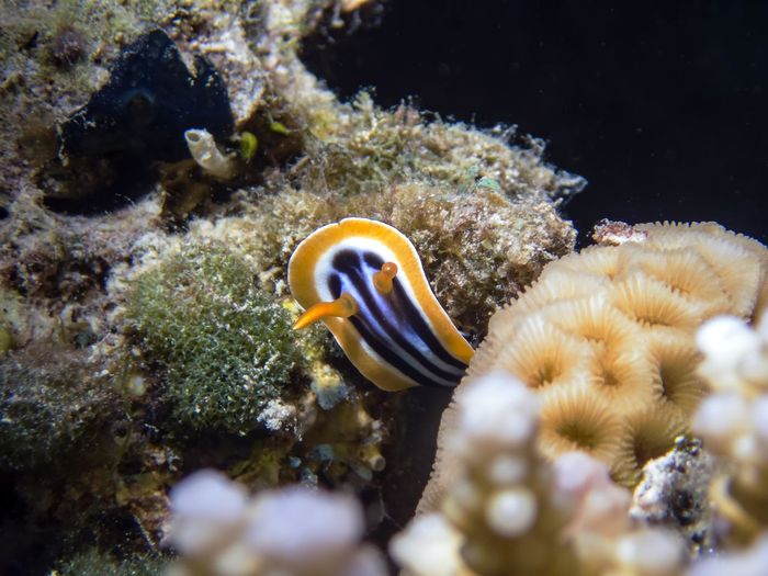A pyjama nudibranch in the red sea