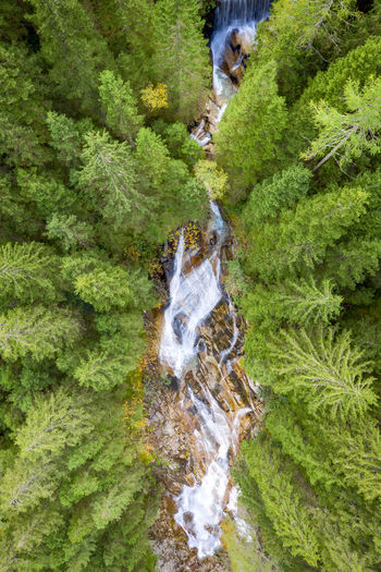 Aerial view of river amidst trees in forest