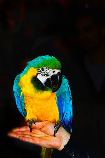 Sitting parrot