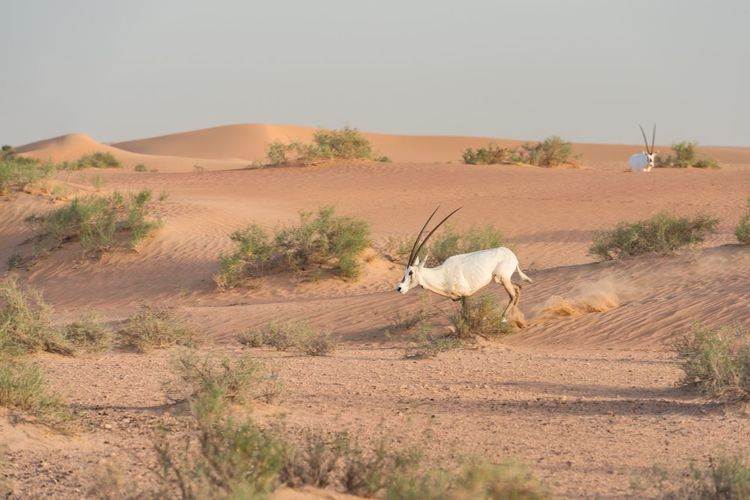 Wild arabian oryx or white oryx - oryx leucoryx - running in the uae desert during golden hour.