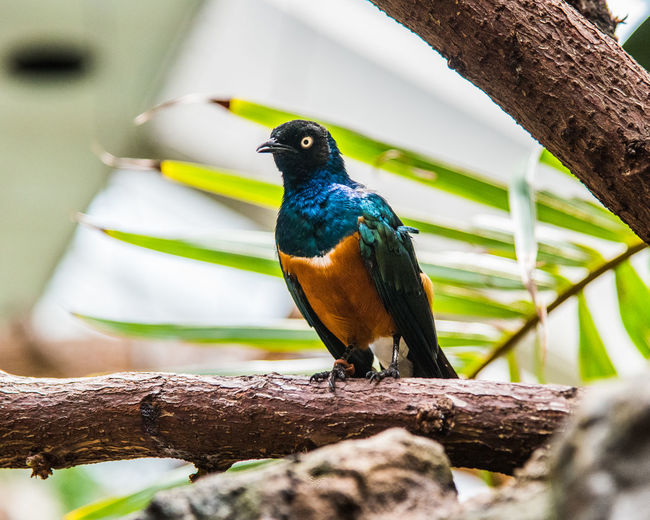 Low angle view of superb starling perching on branch