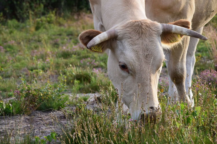 Cow standing in a field