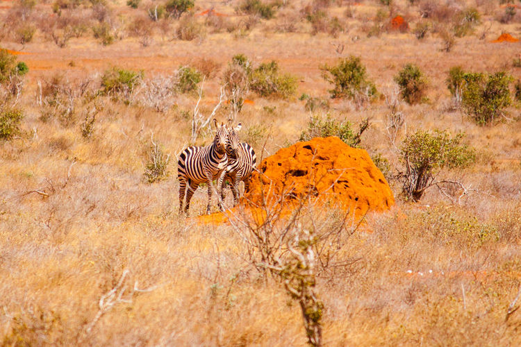 Zebras by rock on field at tsavo east national park