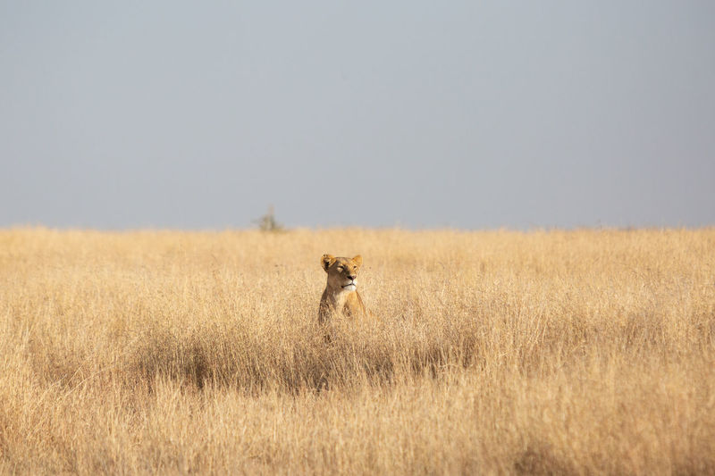 Lioness sitting on grassy land against clear sky