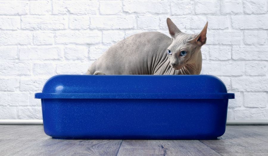 Sphynx cat in blue container on hardwood floor