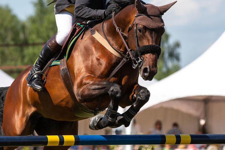 Horse jumping, equestrian sports themed photo.