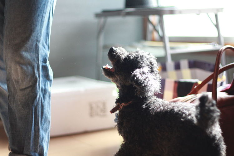 Close-up of poodle standing by person at home