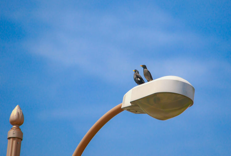 Low angle view of birds perching on street lamp against blue sky