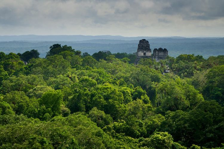 Tikal amidst trees at forest against sky