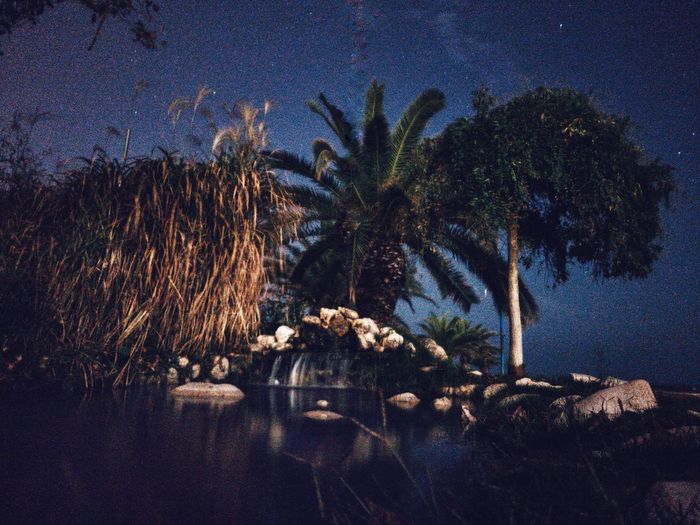 Palm trees by lake against sky at night