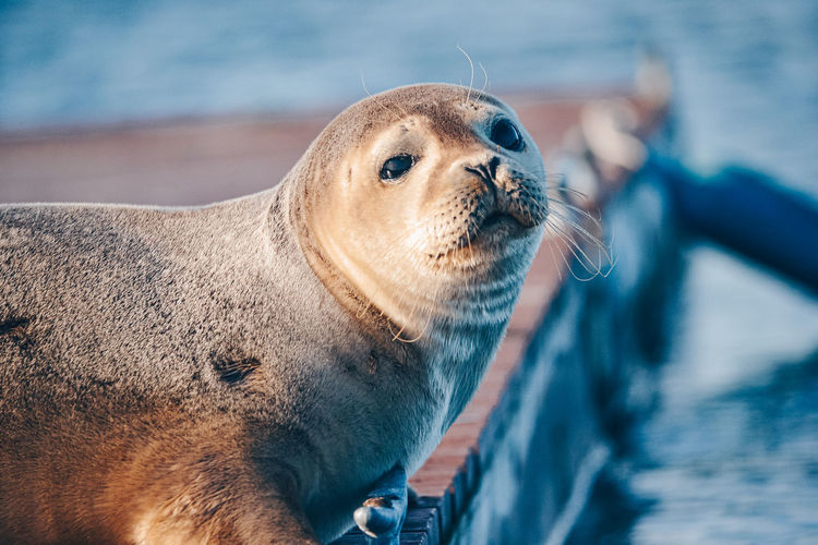 Oceanfront seal