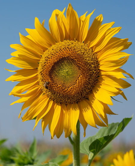 Close-up of sunflower