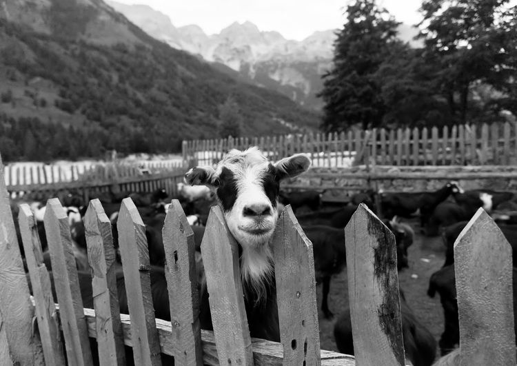 Goat in ranch