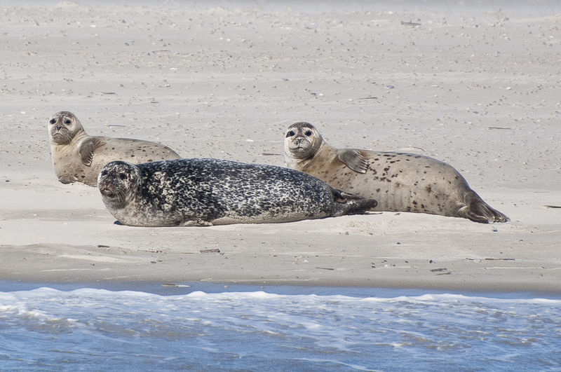 Seals on shore at beach