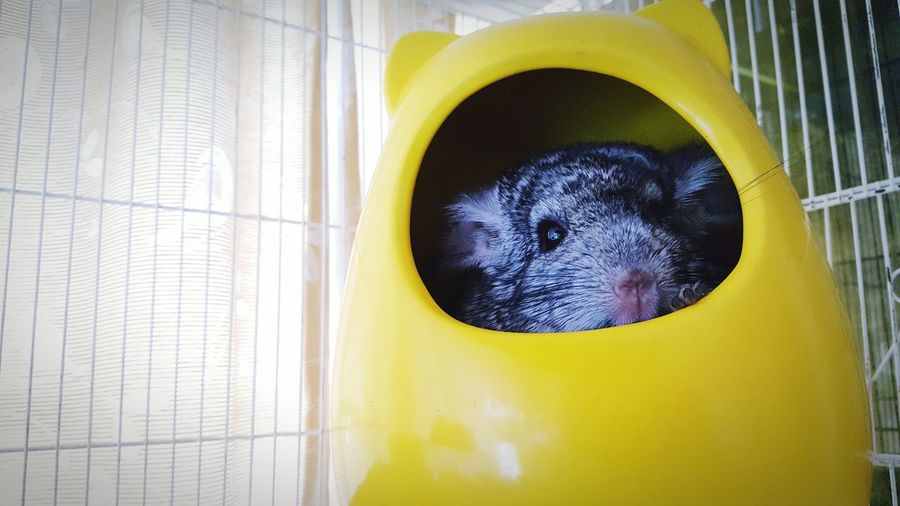 Close-up portrait of chinchilla in yellow pet home