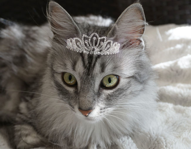 Close-up portrait of a cat wearing tiara