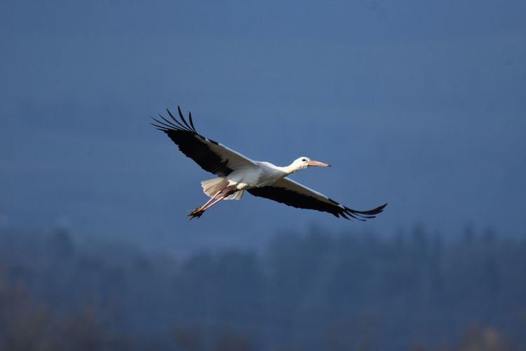 Low angle view of stork flying in sky