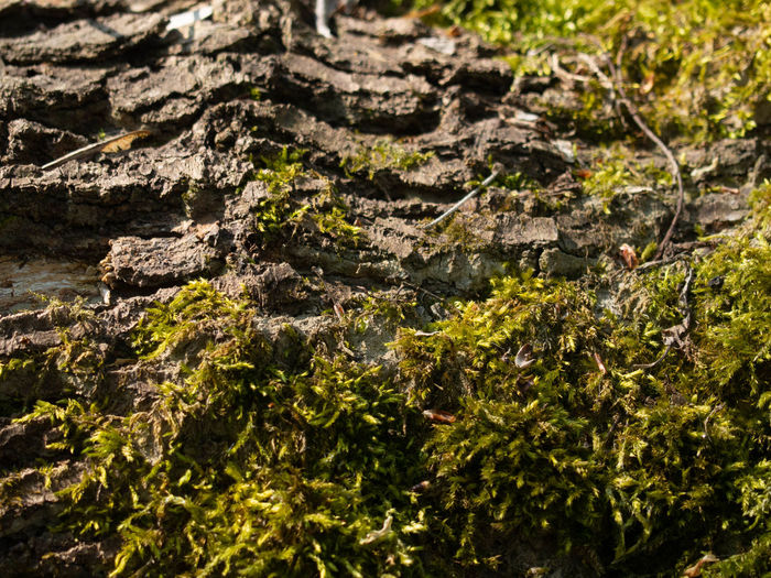 Full frame shot of moss growing on land