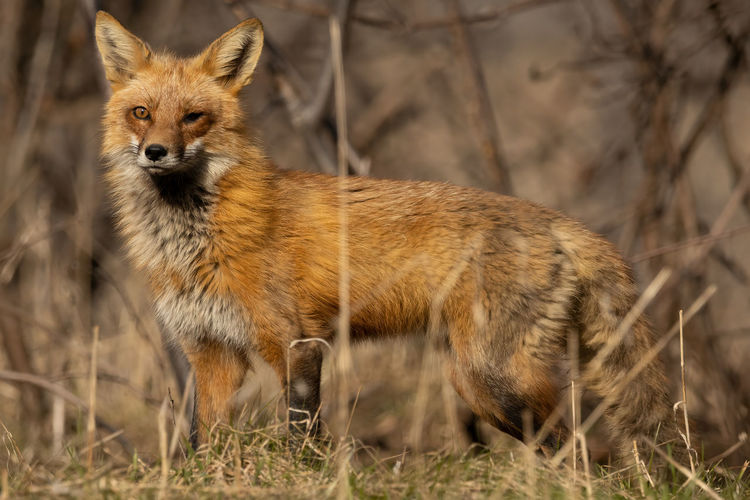 Fox standing on field