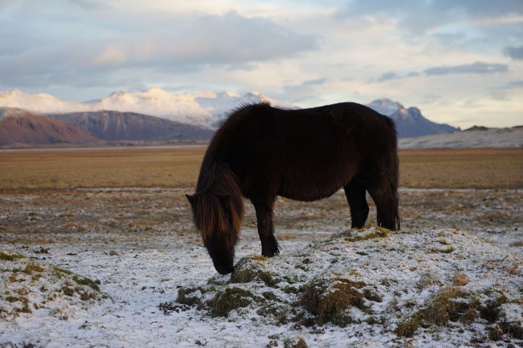 Horse standing on snow field against cloudy sky