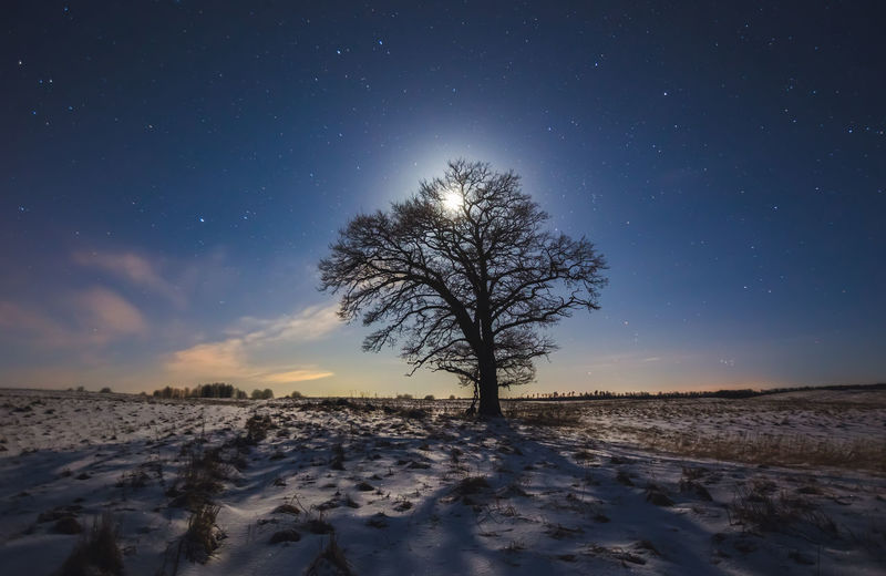 Bare tree on snow covered field against sky at night