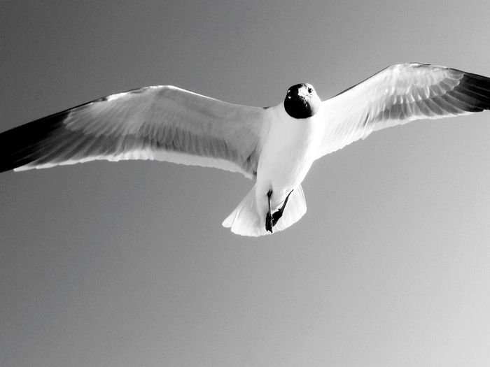 Low angle view of black-headed gull flying in clear sky