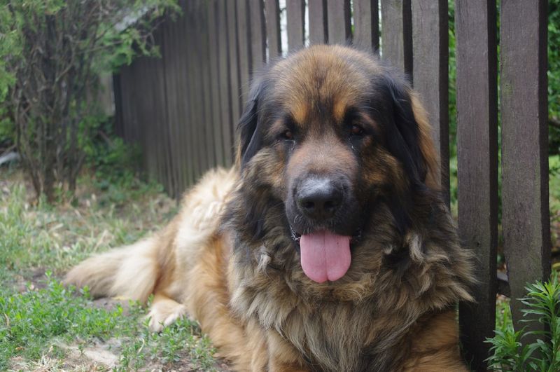 Portrait of leonberger resting by fence on field