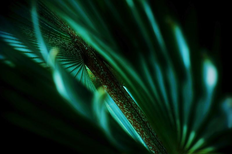 Close-up of palm tree
