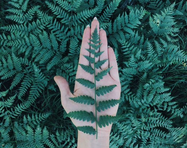 Cropped hand holding ferns